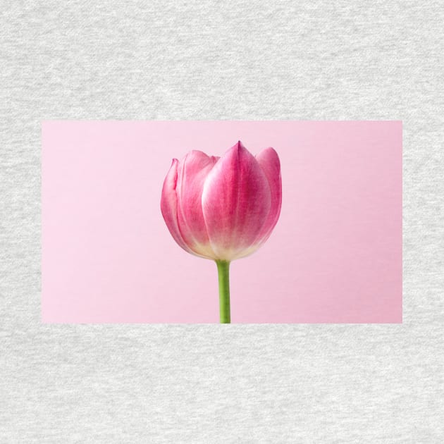 Pink Tulip by NewburyBoutique